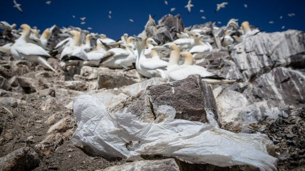 Plastic and Gannets at Bass Rock Scotland