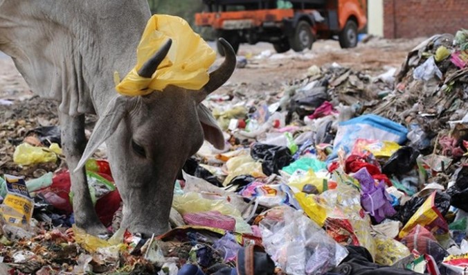 Một con bò kiếm ăn trong đống rác nhựa tại New Delhi. Ảnh: EPA.