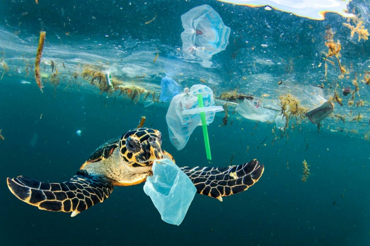 Sinh vật biển ăn rác thải nhựa nên nhiễm hạt vi nhựa