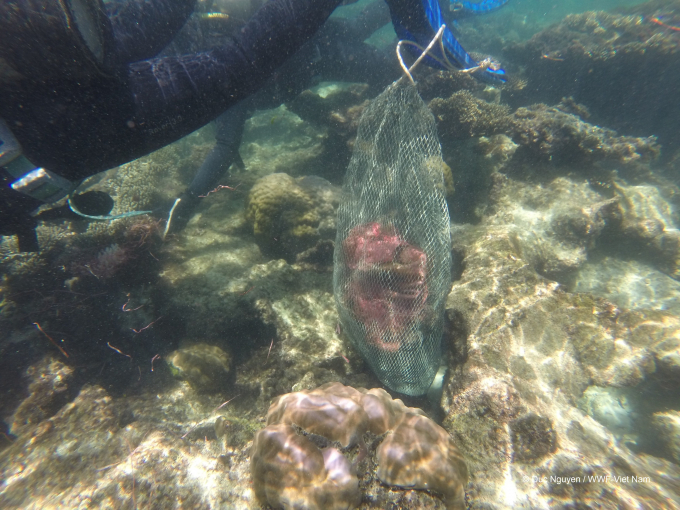 Nhặt rác nhựa làm sạch san hô ở biển Phú Quốc. Ảnh: WWF.