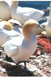 Thế giới Nhựa : Số Thang 7 - 2017