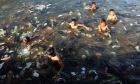 Bốn nước châu Á hứa dọn rác nhựa trên biển