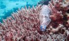 ​ Một phần ba rạn san hô 'mắc trong nhựa'
