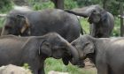 ​ Sri Lanka cấm nhập khẩu nhựa để bảo vệ voi